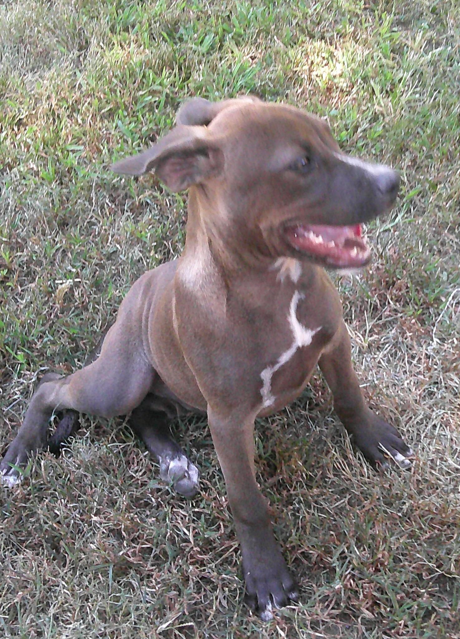 GiGi, a Adoptable mixed breed image 2/6