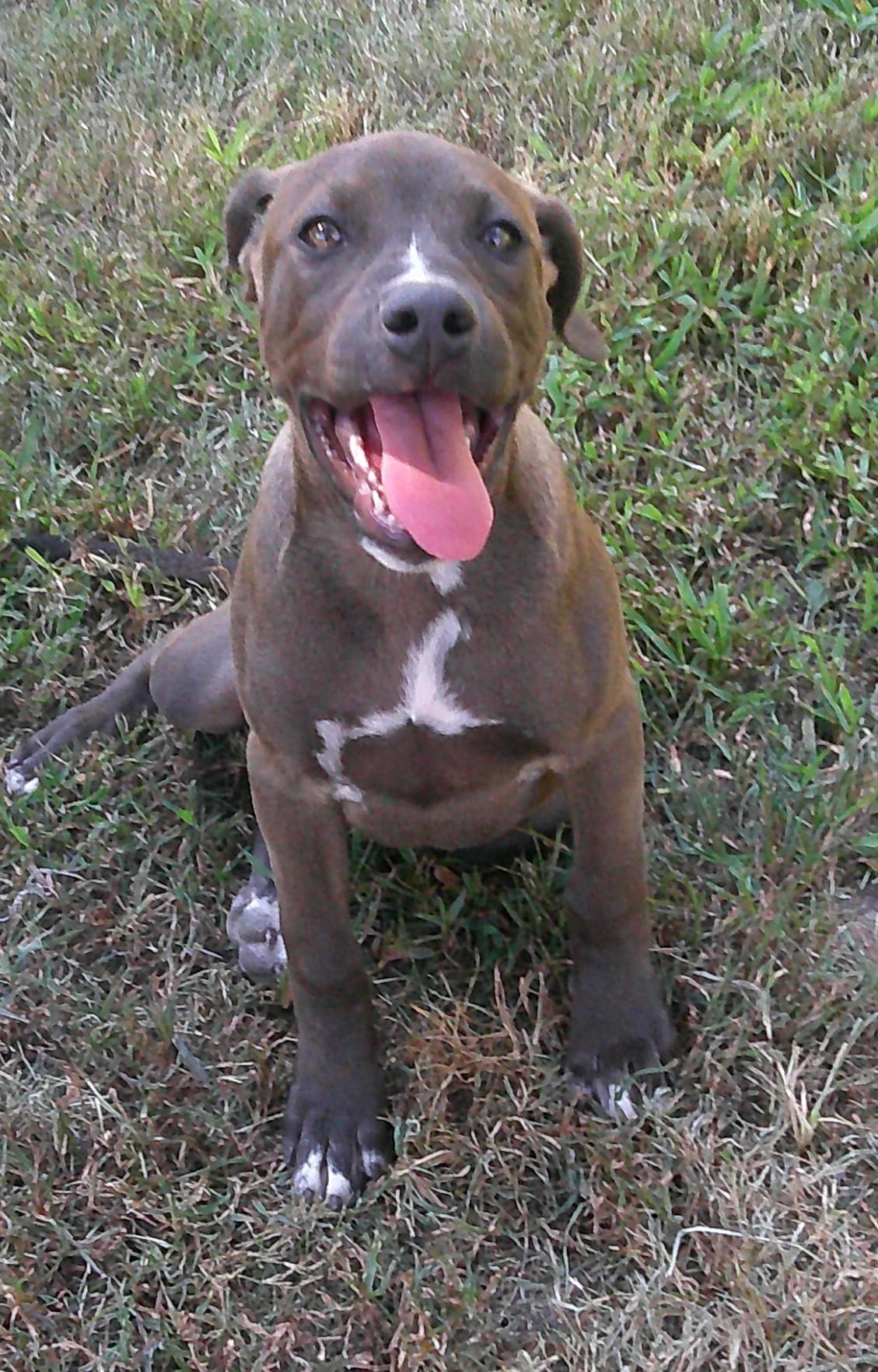 GiGi, a Adoptable mixed breed image 3/6