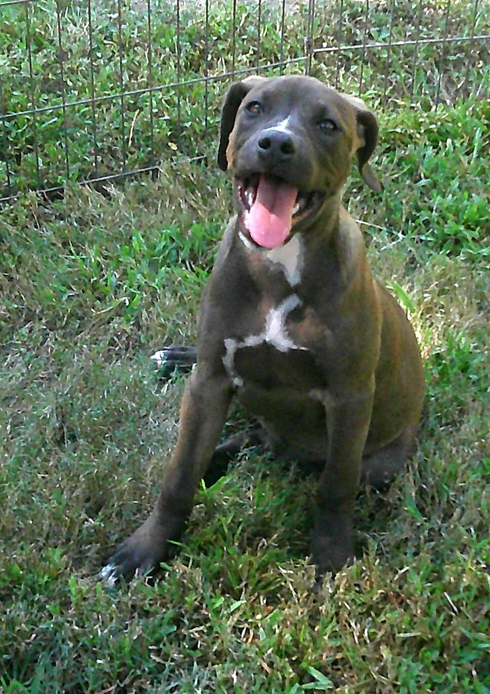 GiGi, a Adoptable mixed breed image 4/6