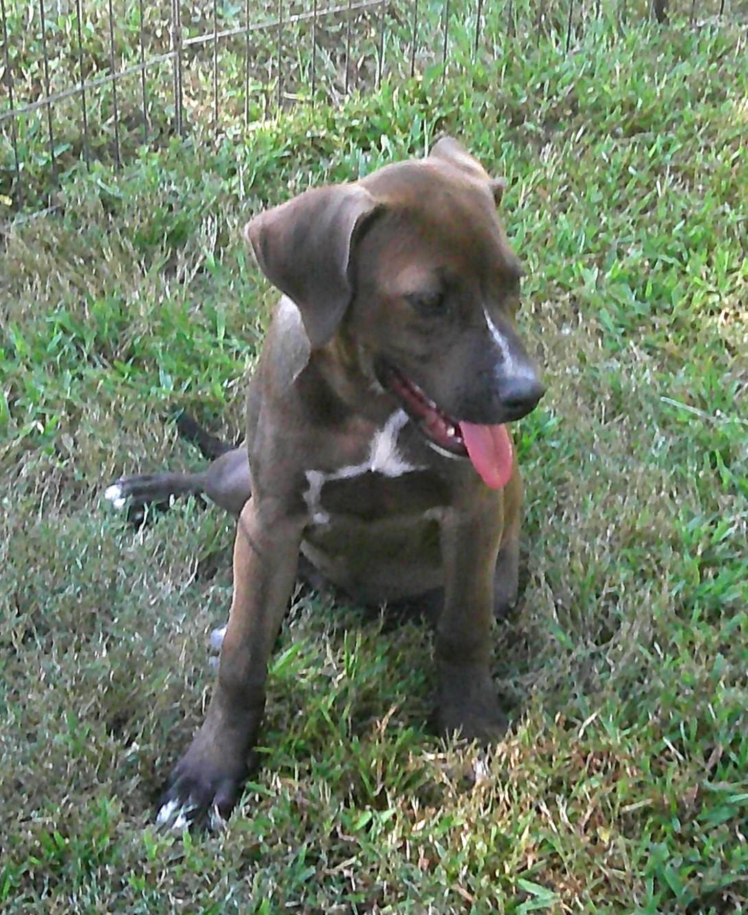 GiGi, a Adoptable mixed breed image 5/6