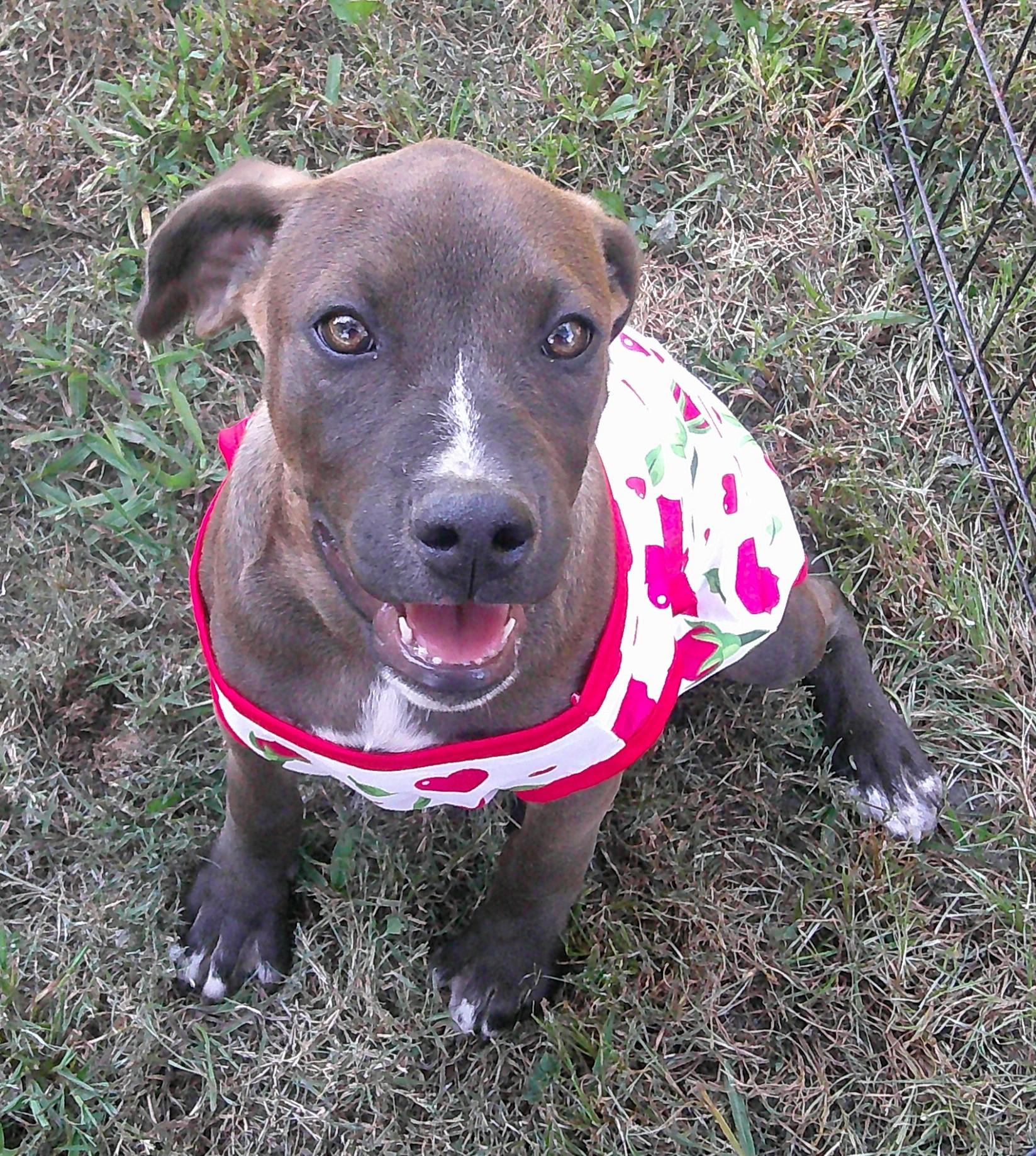 GiGi, a Adoptable mixed breed image 6/6