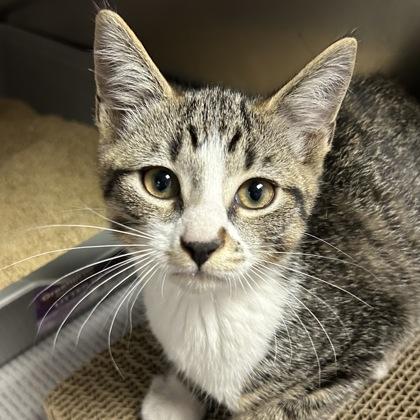 Enlarge Blake, an adoptable Domestic Short Hair in North Myrtle Beach, SC image 3/3