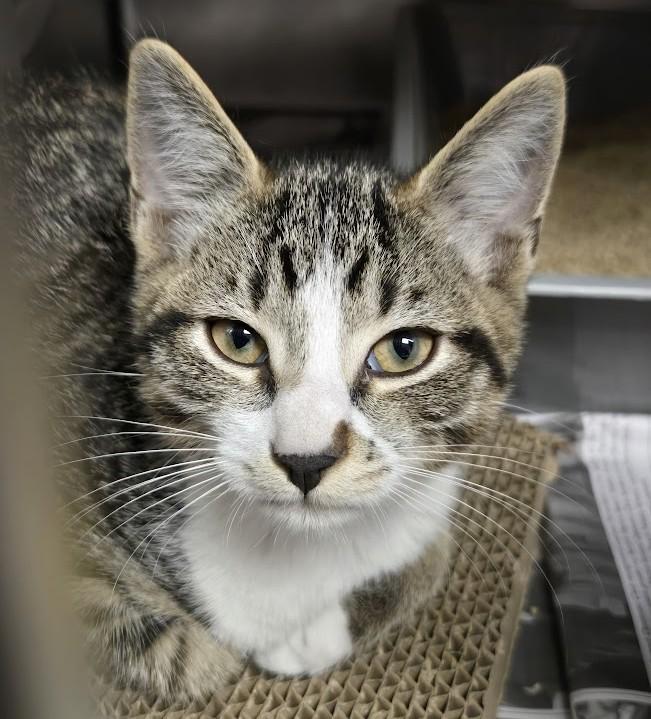 Blake, an adopted Domestic Short Hair in North Myrtle Beach, SC_image-1