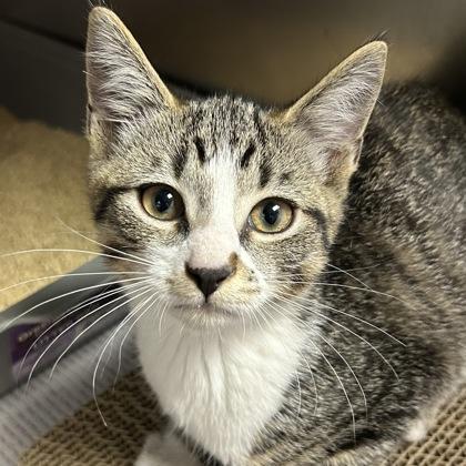 Enlarge Blake, an adoptable Domestic Short Hair in North Myrtle Beach, SC image 1/3