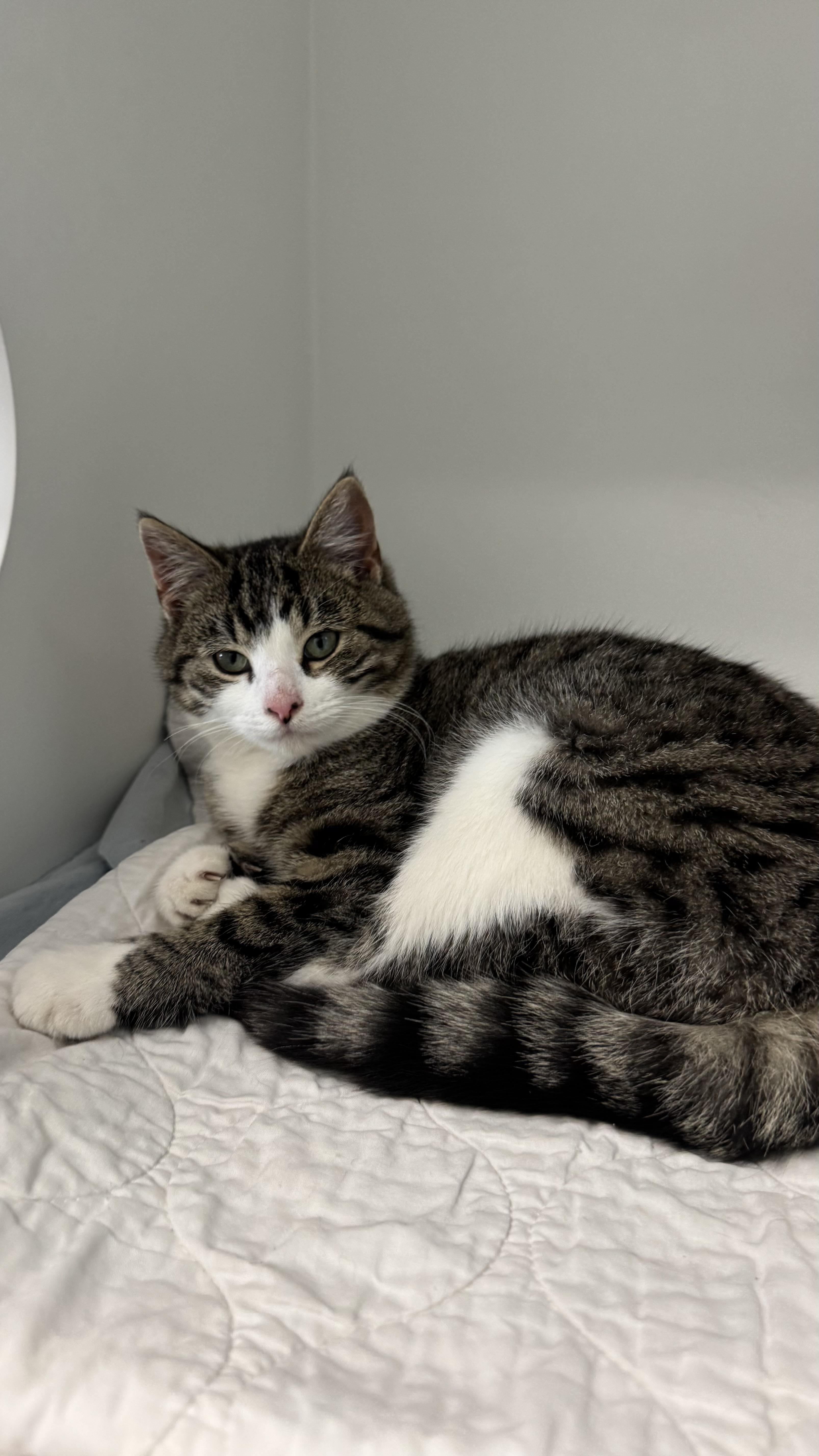 Enlarge Duckie , an adopted Domestic Short Hair in Fall River, MA image 3/3