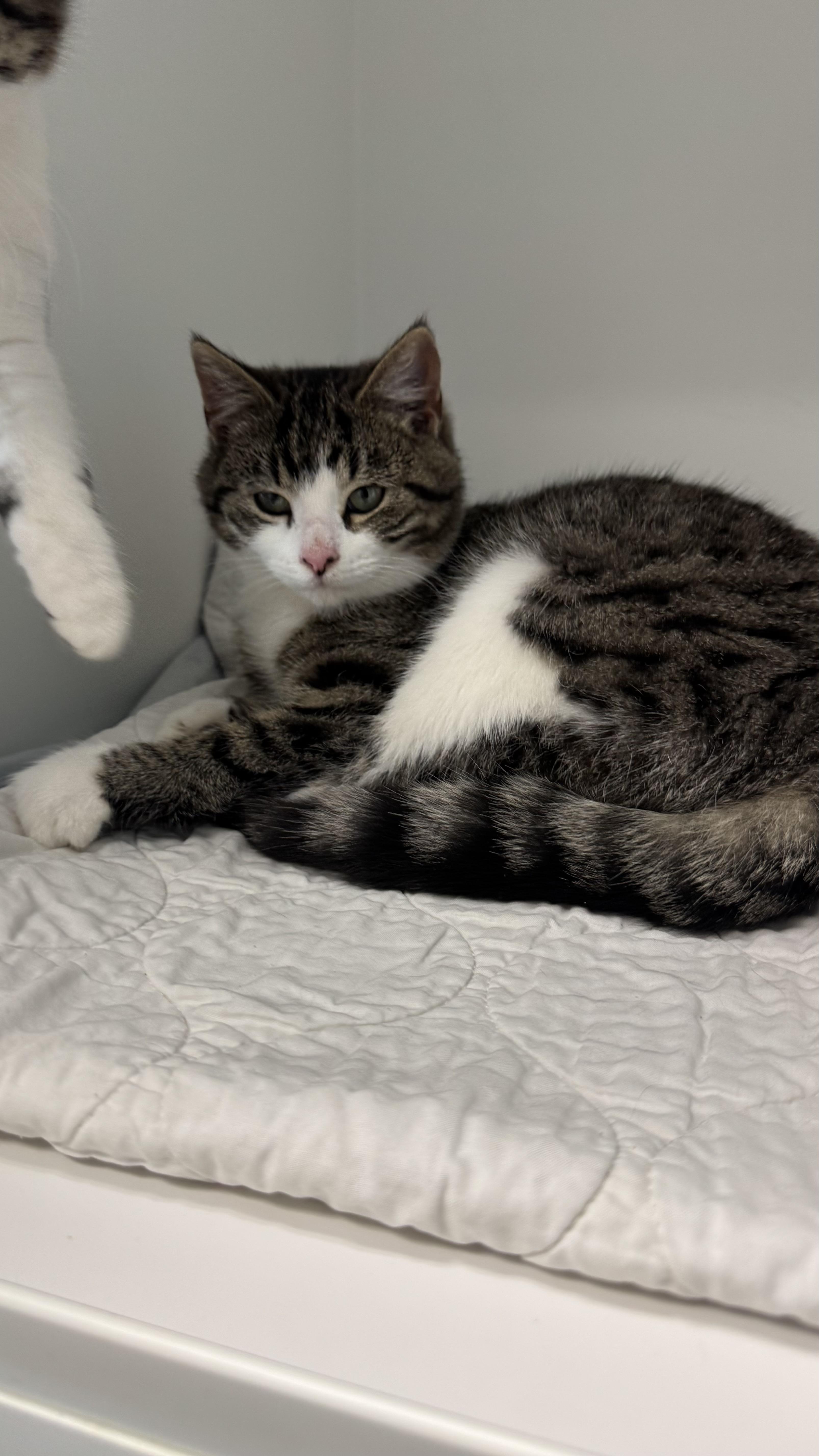 Enlarge Duckie , an adopted Domestic Short Hair in Fall River, MA image 2/3