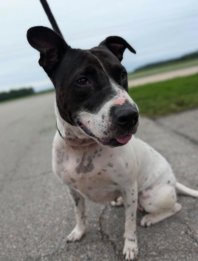 Enlarge Bonita, a Adoptable Terrier in Defiance, OH image 1/2