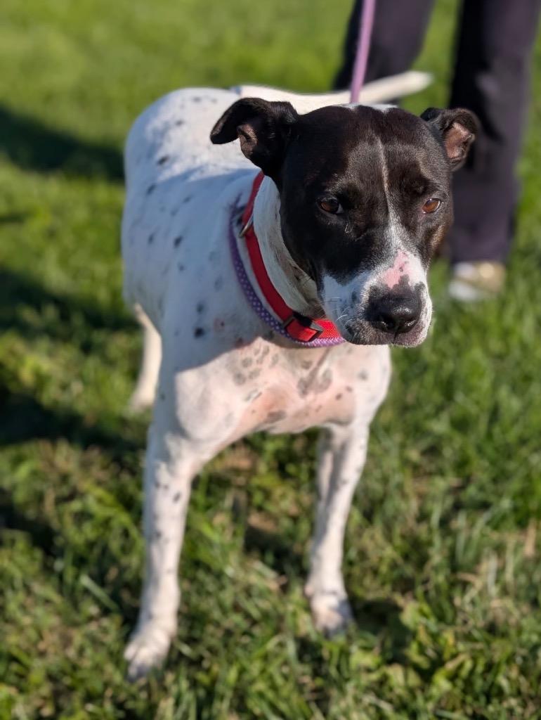 Enlarge Bonita, a Adoptable Terrier in Defiance, OH image 2/2