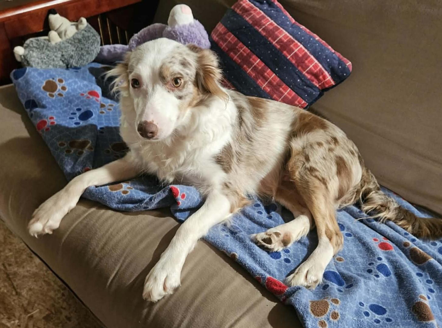 Enlarge Fury, a Adoptable Border Collie in Seymour, IN image 2/5