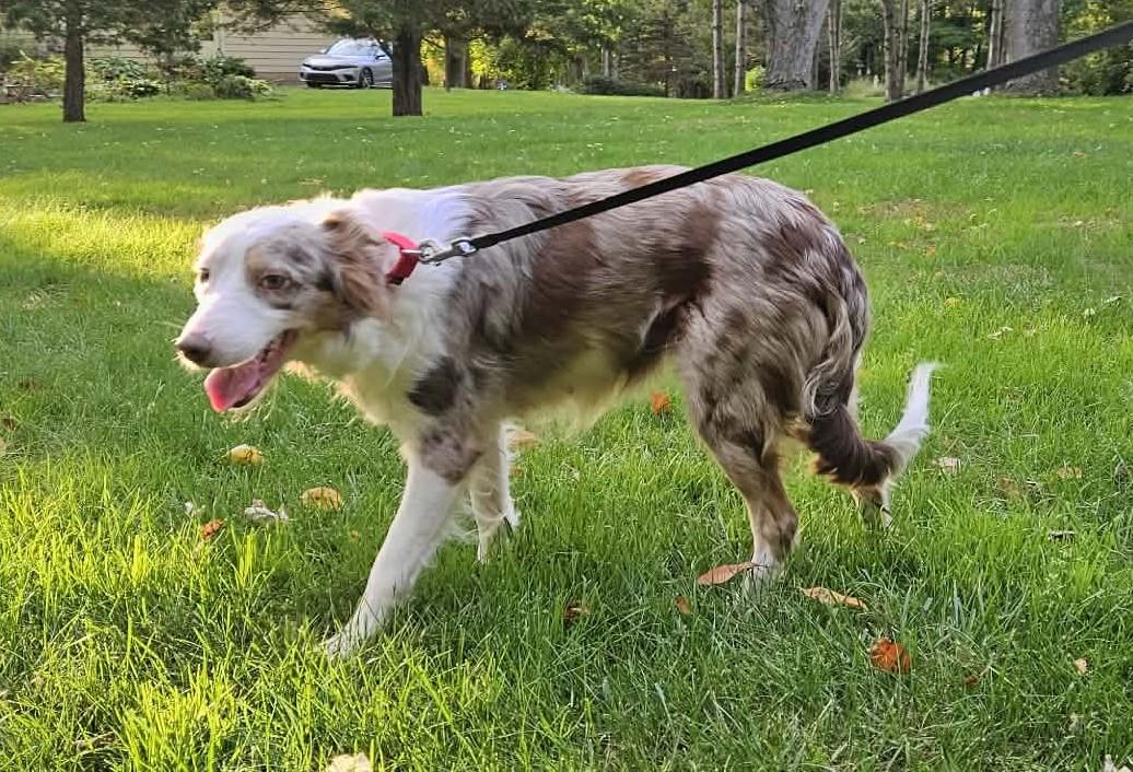 Enlarge Fury, a Adoptable Border Collie in Seymour, IN image 4/5