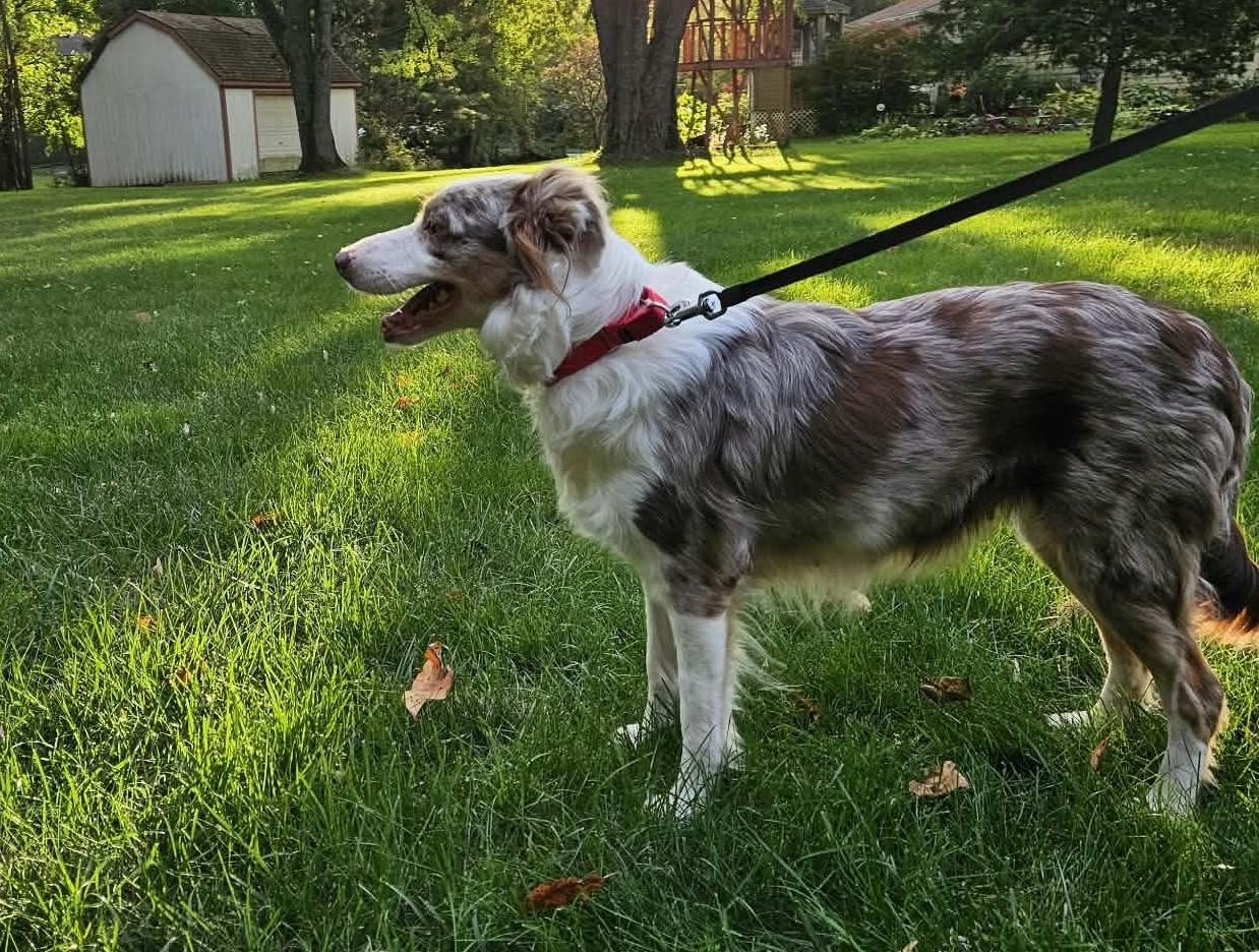 Enlarge Fury, a Adoptable Border Collie in Seymour, IN image 3/5