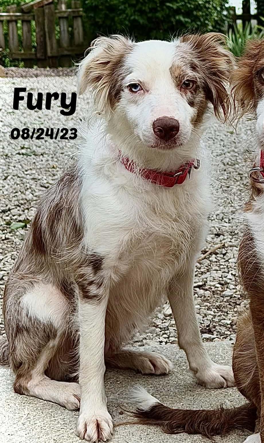 Fury, Adoptable, Adult Female Border Collie.