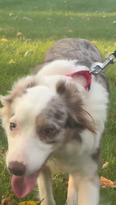 Enlarge Fury, a Adoptable Border Collie in Seymour, IN video 5/5