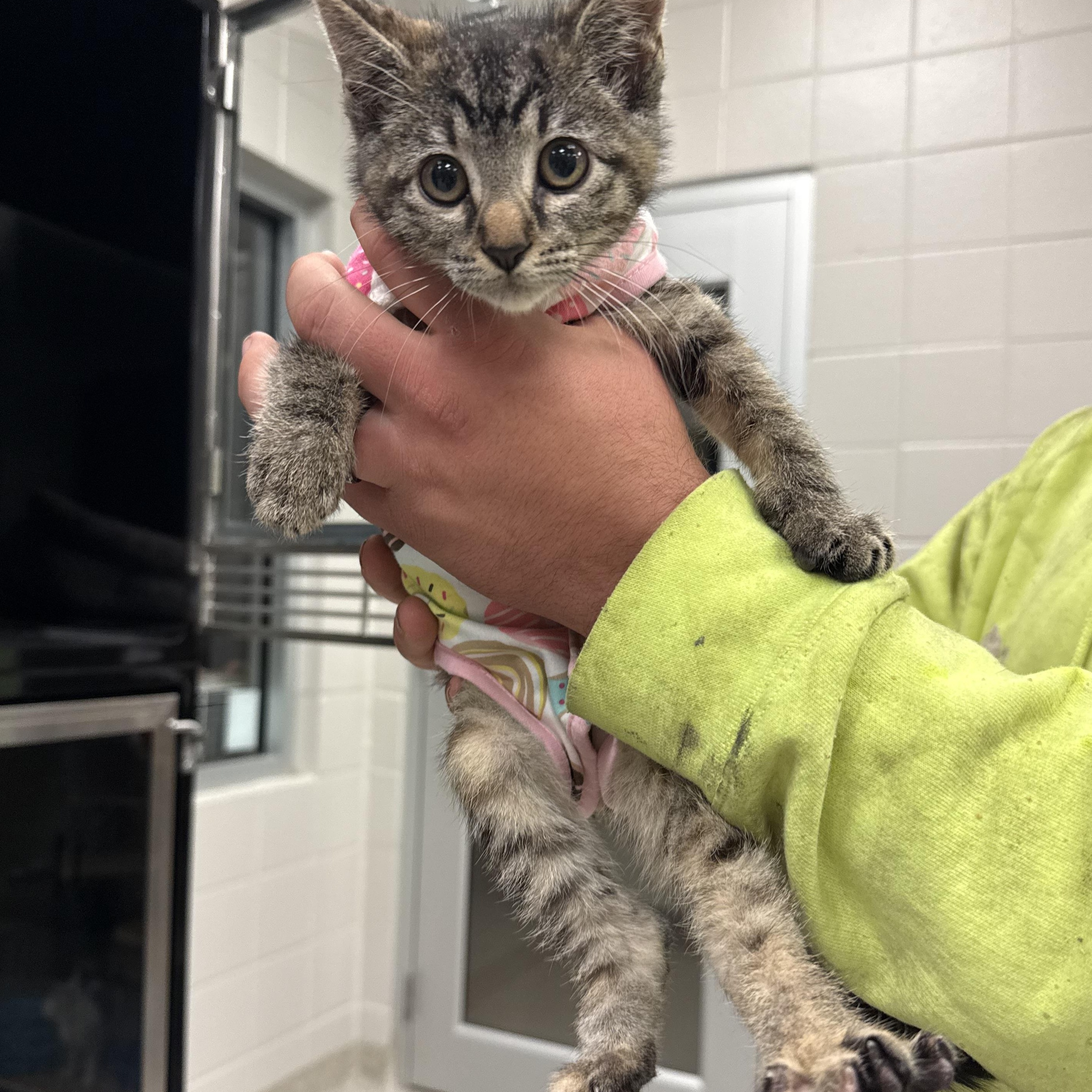 Enlarge Delilah, a ADOPTABLE Domestic Short Hair in Kearney, NE image 1/2