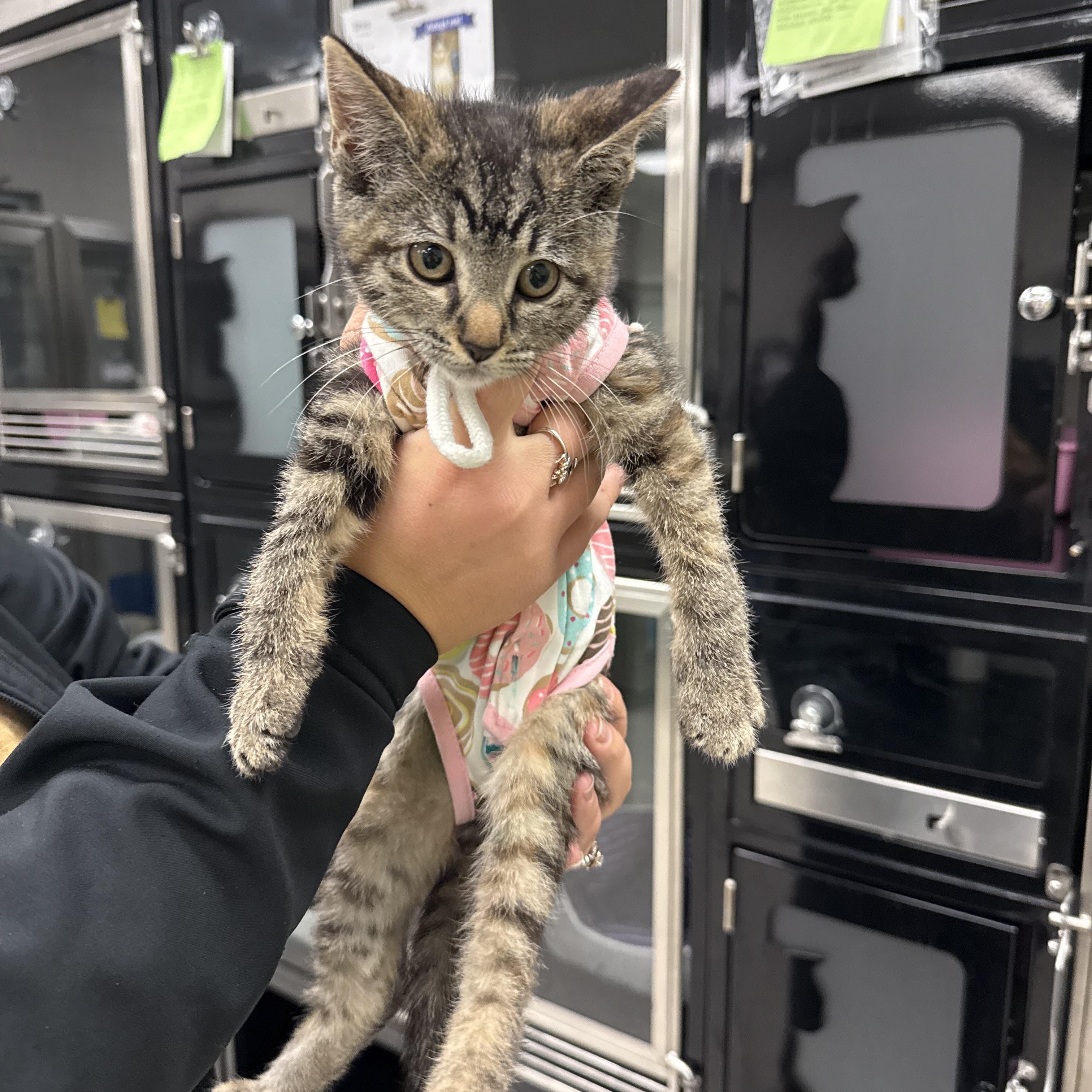 Enlarge Delilah, a ADOPTABLE Domestic Short Hair in Kearney, NE image 2/2