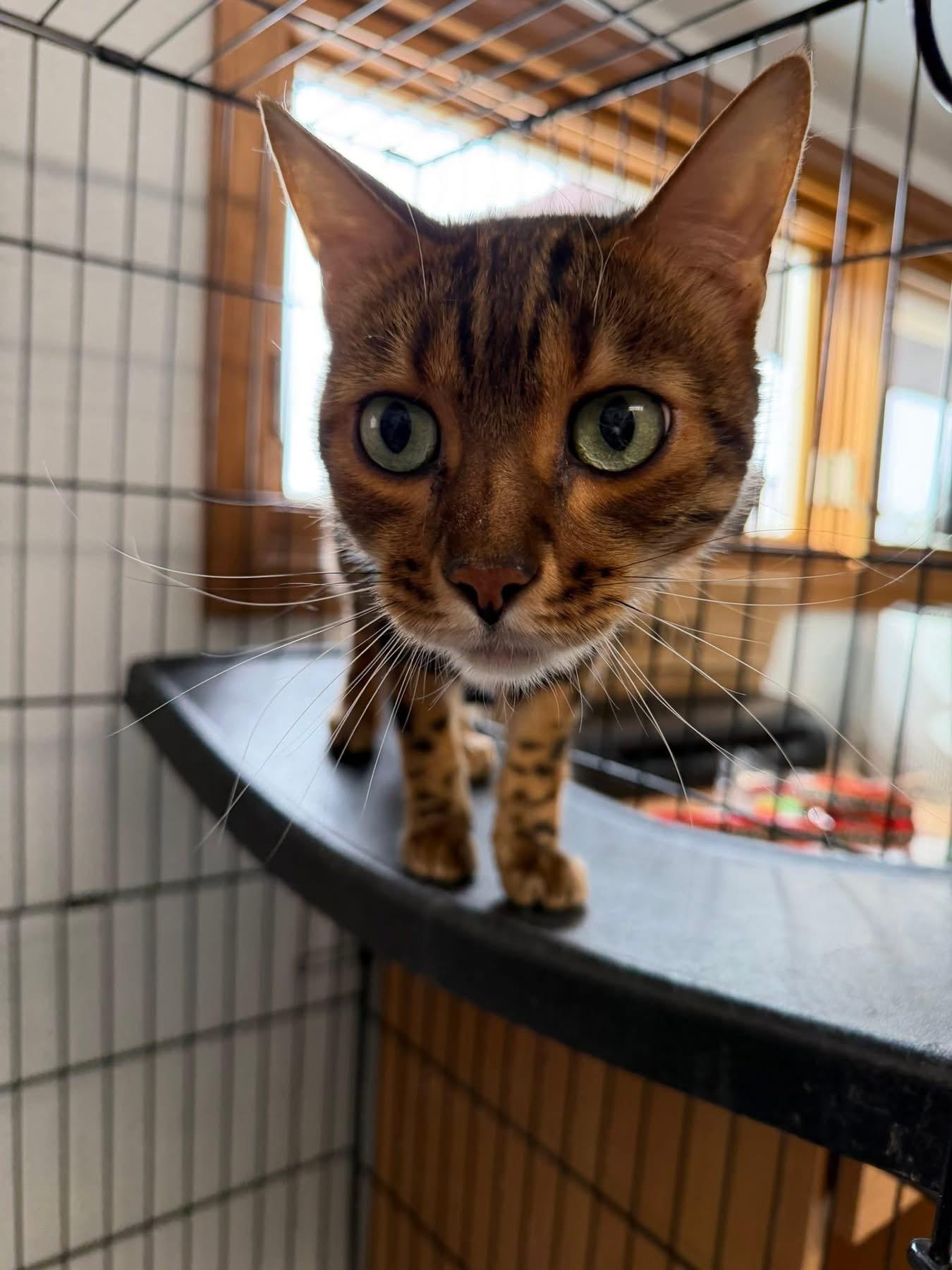 Chimi, ADOPTABLE, Adult Male Bengal.