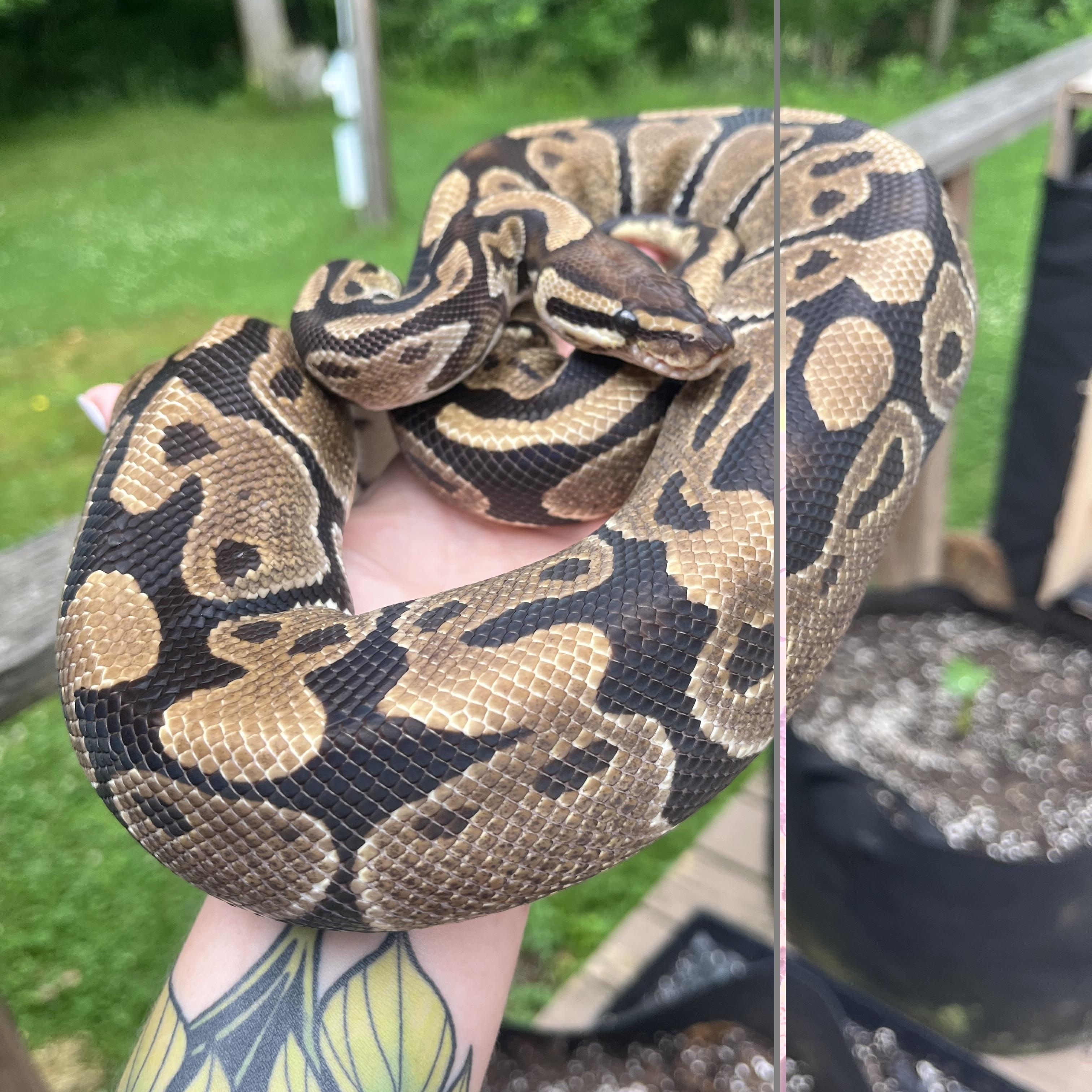 Fluffy, a ADOPTABLE Ball Python in Edinburg, PA image 2/5