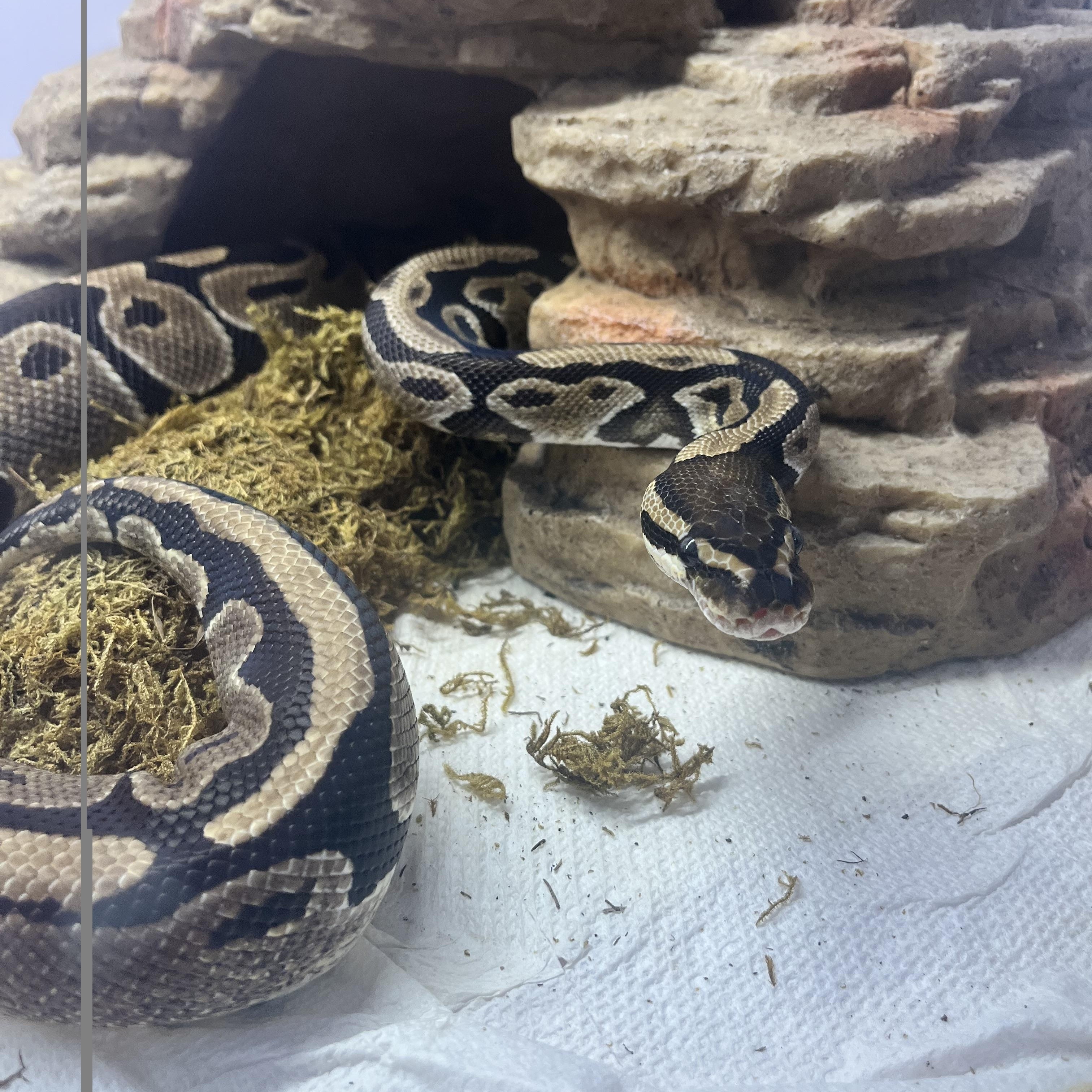 Fluffy, a ADOPTABLE Ball Python in Edinburg, PA image 1/5