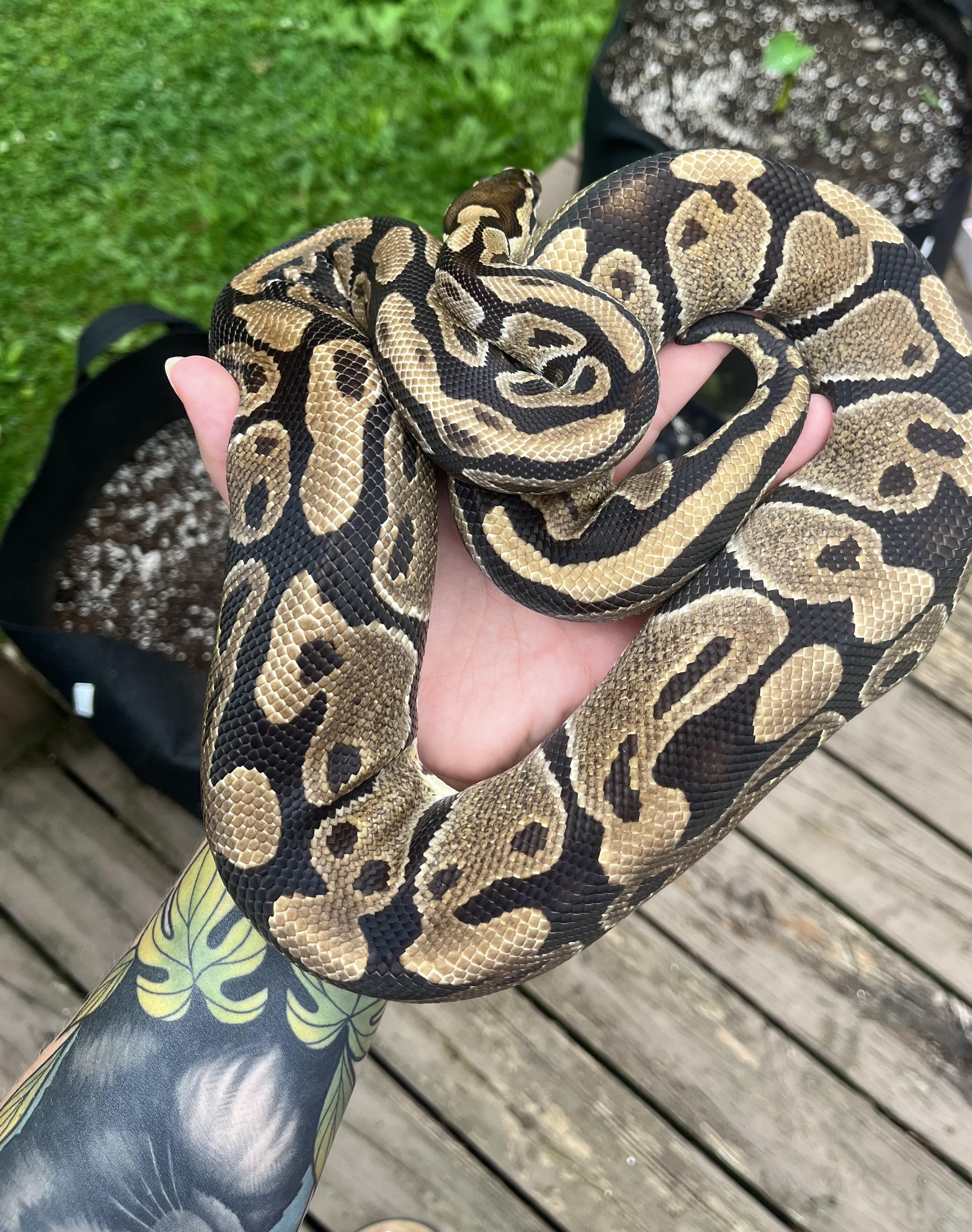 Fluffy, a ADOPTABLE Ball Python in Edinburg, PA image 4/5