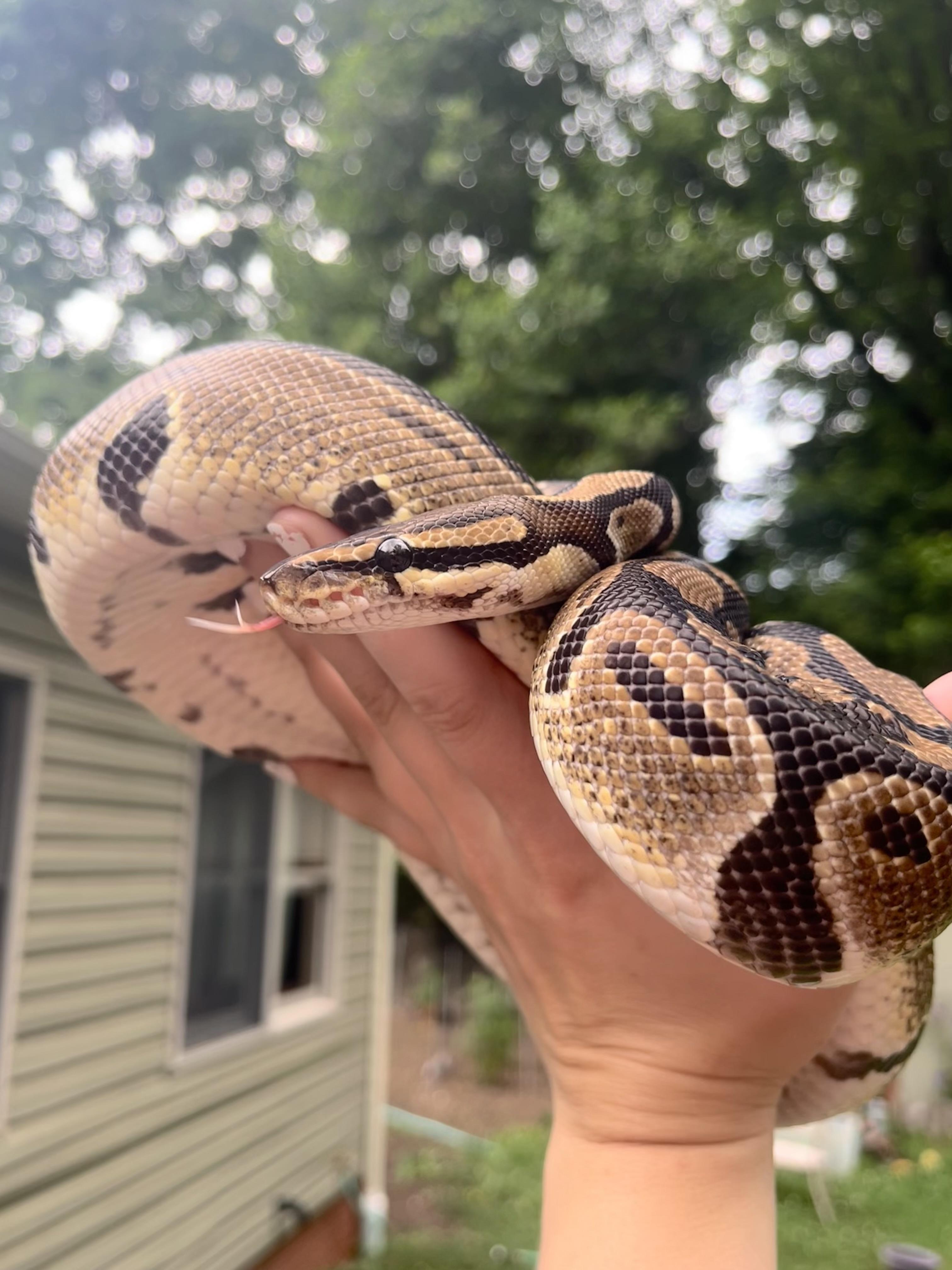 Fluffy, a ADOPTABLE Ball Python in Edinburg, PA image 3/5