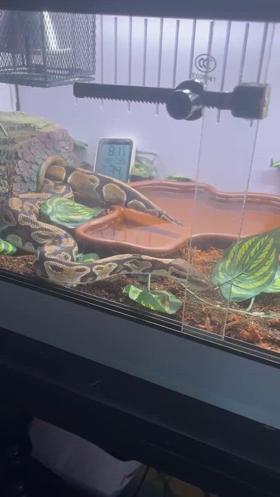 Enlarge Fluffy, a ADOPTABLE Ball Python in Edinburg, PA video 5/5
