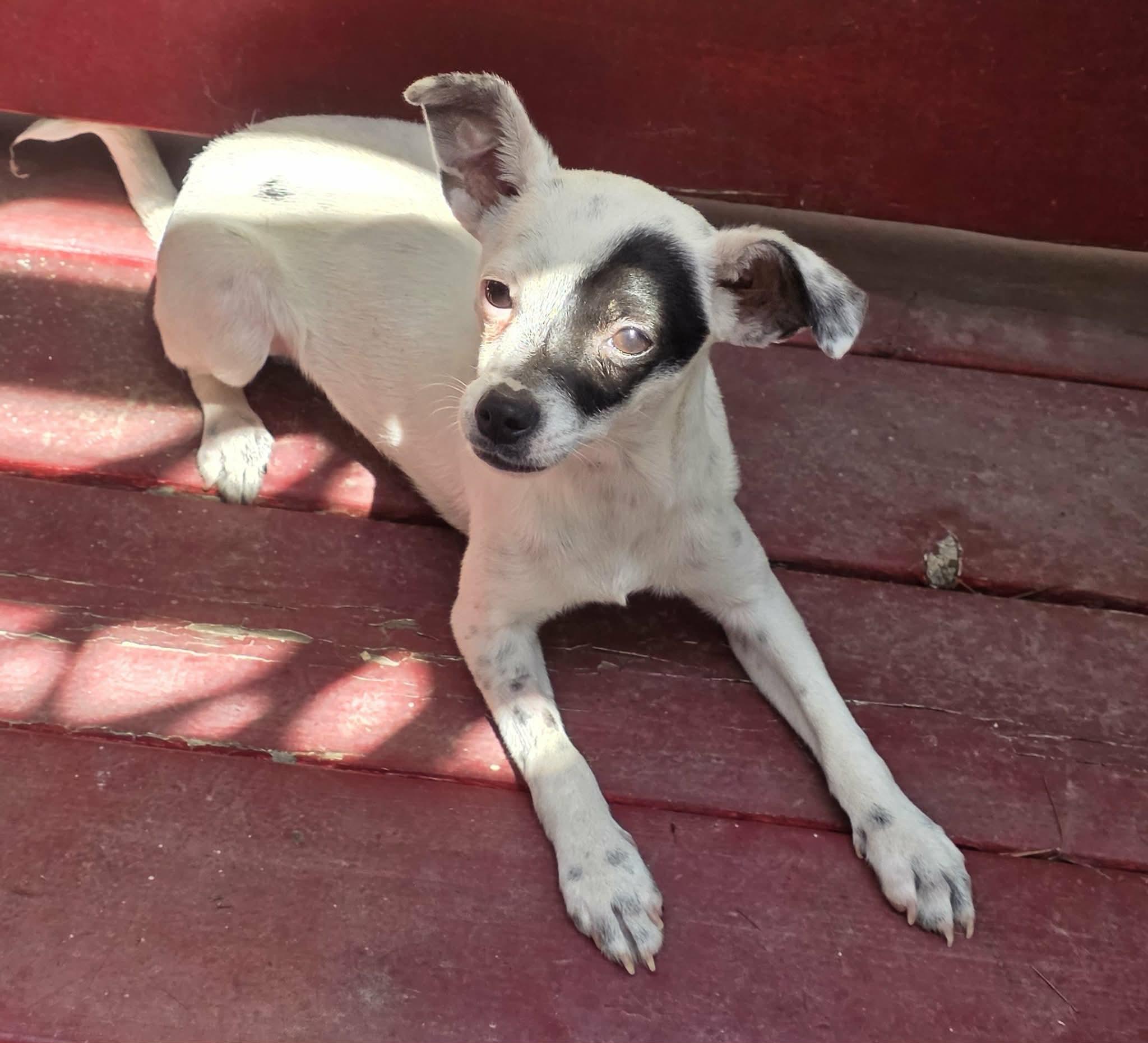 Enlarge Bandit (Puppy), a Adoptable mixed breed in Riverside, CA image 5/6
