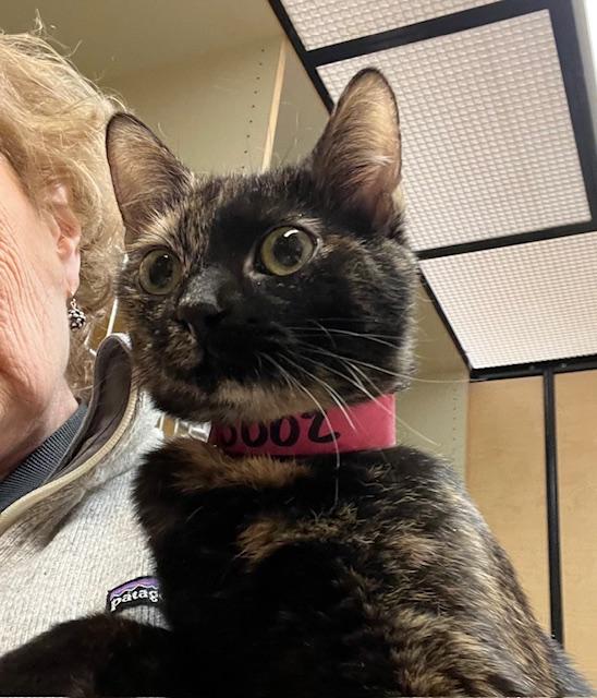 Enlarge CARA, a ADOPTABLE Tortoiseshell in Bethesda, MD image 1/2