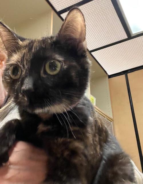 Enlarge CARA, a ADOPTABLE Tortoiseshell in Bethesda, MD image 2/2