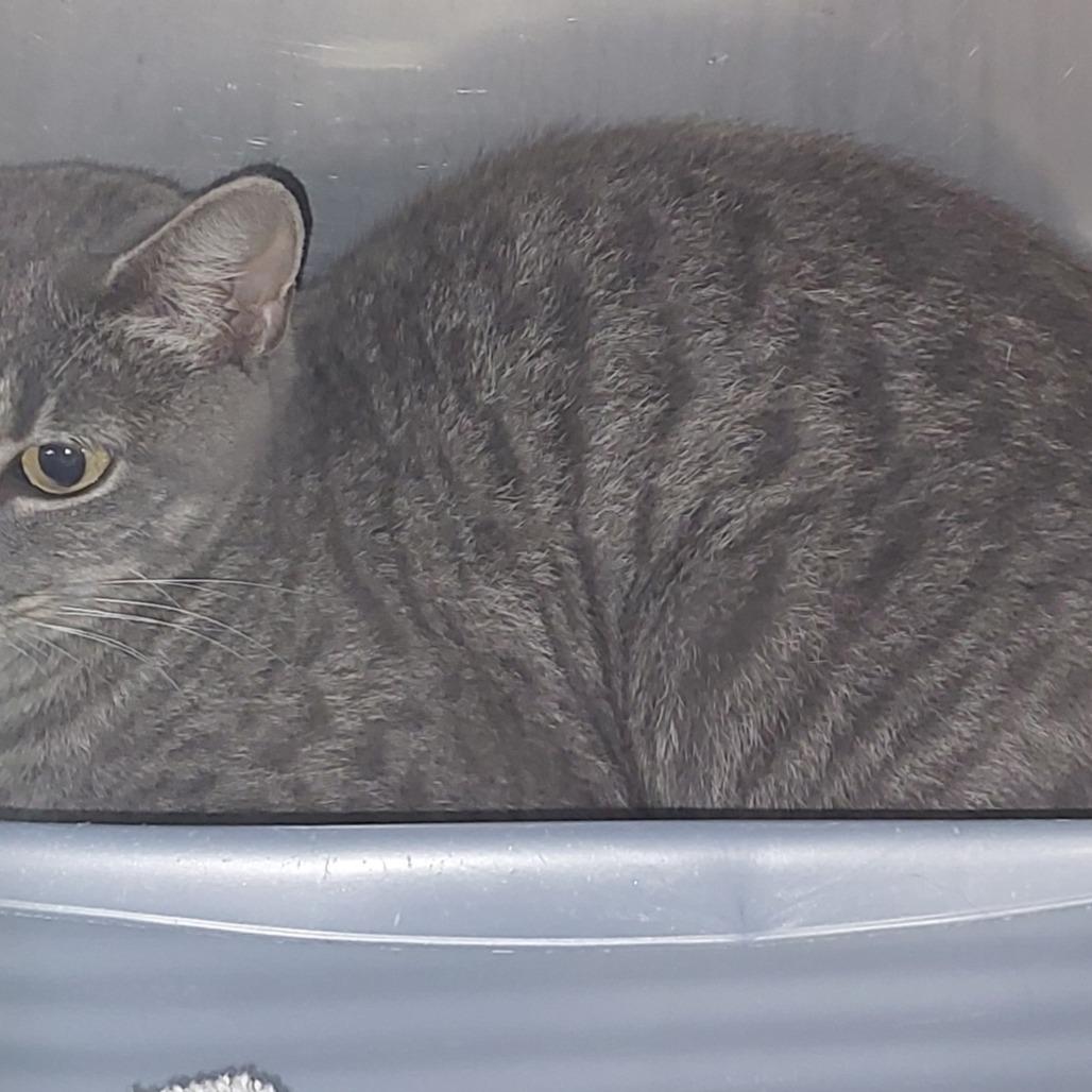 Fancy, Adoptable, Young Female Domestic Short Hair.