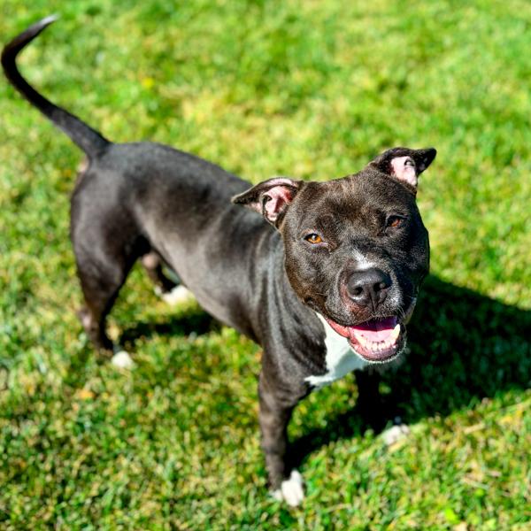 Enlarge Leorio, a Adoptable mixed breed in Des Moines, IA image 1/6