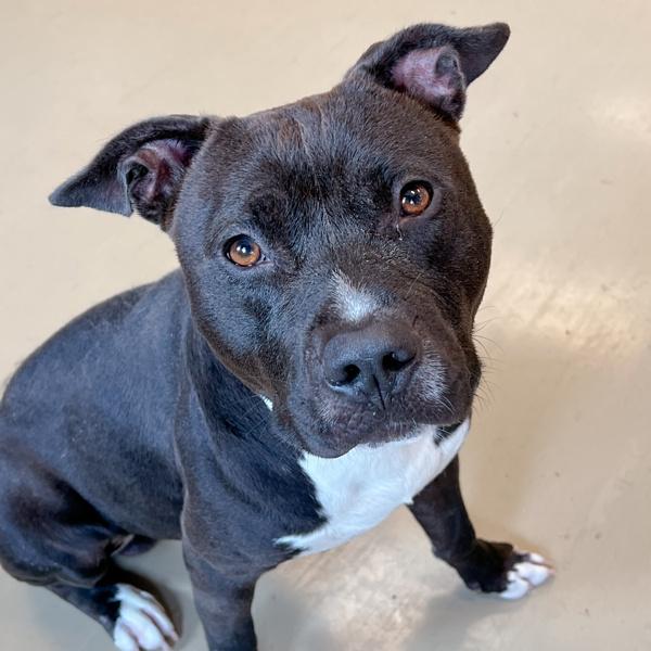 Enlarge Leorio, a Adoptable mixed breed in Des Moines, IA image 2/6