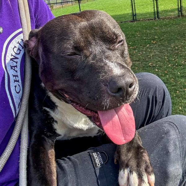 Enlarge Leorio, a Adoptable mixed breed in Des Moines, IA image 3/6