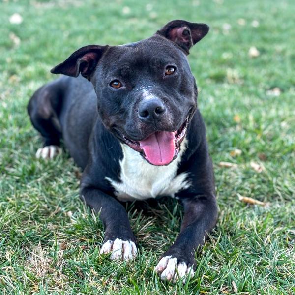 Enlarge Leorio, a Adoptable mixed breed in Des Moines, IA image 4/6