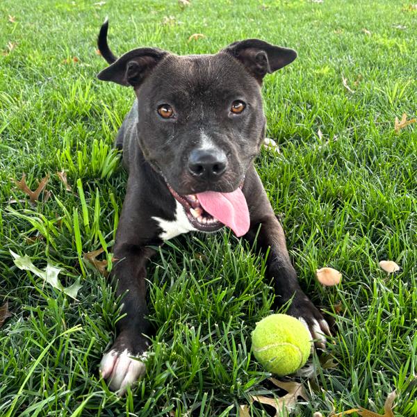Enlarge Leorio, a Adoptable mixed breed in Des Moines, IA image 5/6