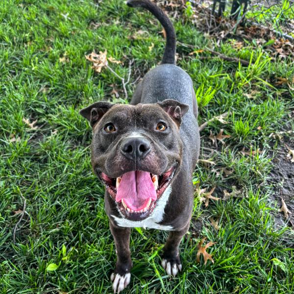 Enlarge Leorio, a Adoptable mixed breed in Des Moines, IA image 6/6