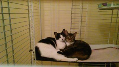 Tammy, an adoptable Domestic Short Hair in New York, NY, 10019 | Photo Image 6