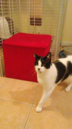 Tammy, an adoptable Domestic Short Hair in New York, NY, 10019 | Photo Image 5