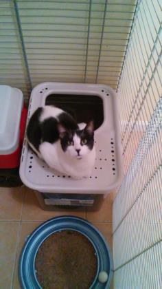 Tammy, an adoptable Domestic Short Hair in New York, NY, 10019 | Photo Image 2