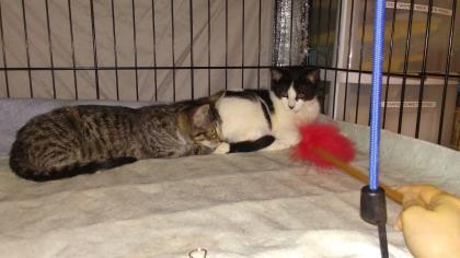 Tammy, an adoptable Domestic Short Hair in New York, NY, 10019 | Photo Image 4