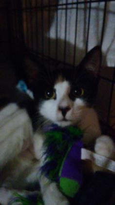 Enlarge Tammy, a Adoptable mixed breed in New York, NY image 6/12