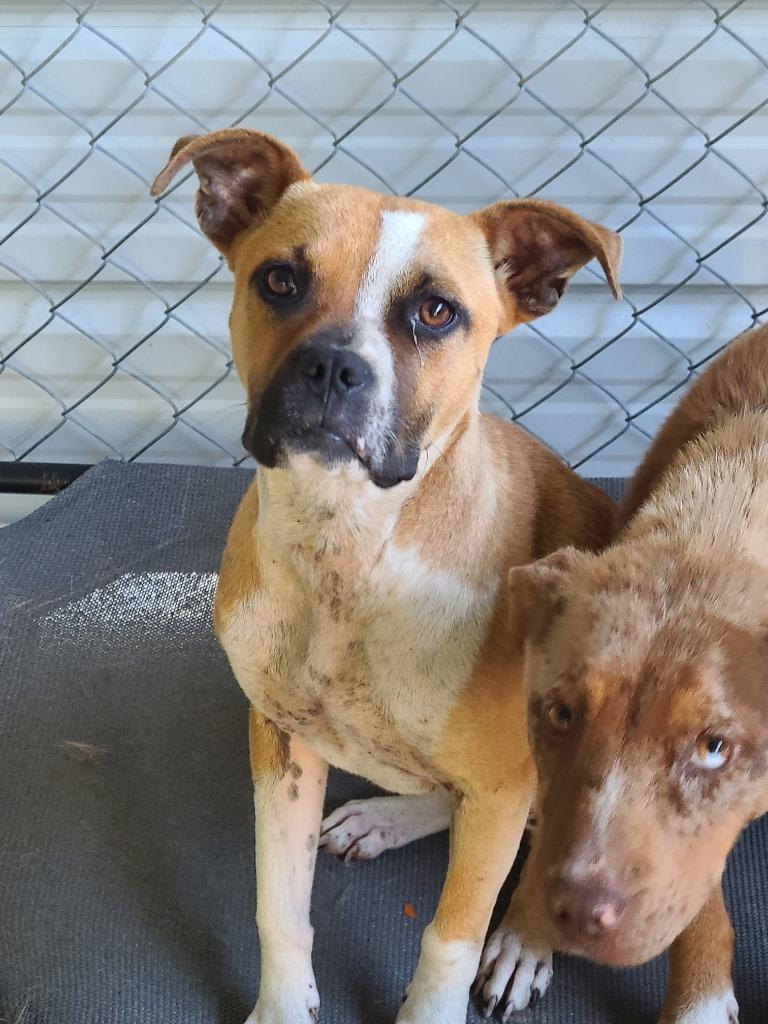 Enlarge Lucrecia, a Adoptable Boxer in Swainsboro, GA image 1/1