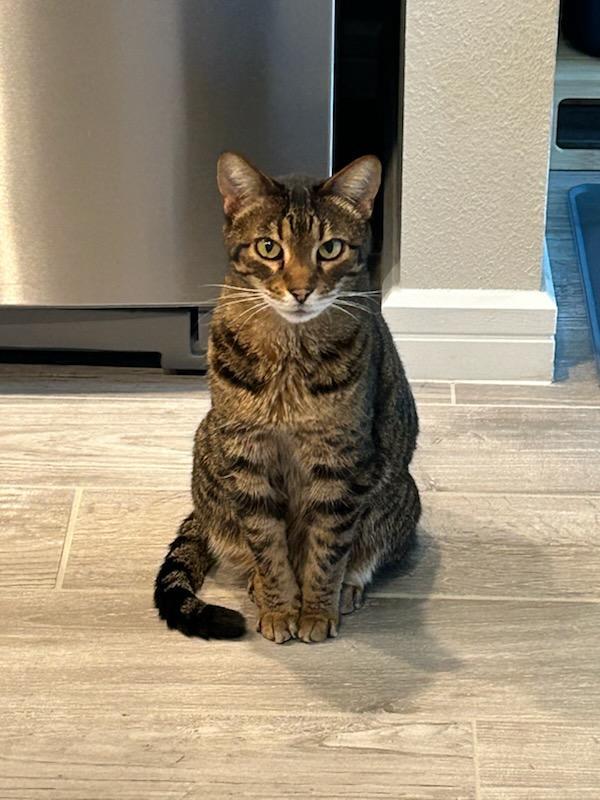 Josie, Adopted, Adult Female Domestic Short Hair.