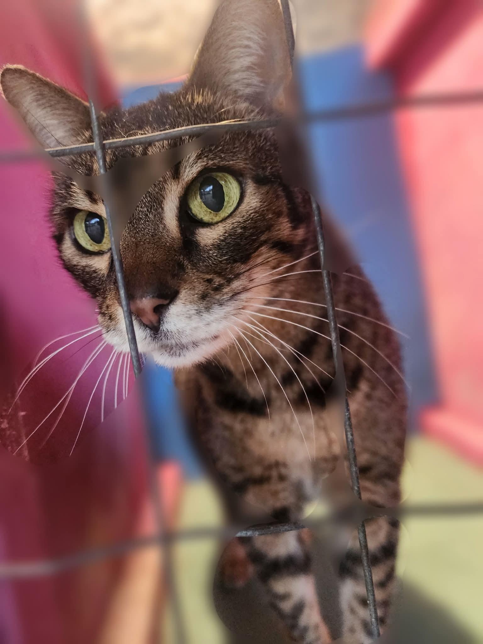 Enlarge Josie, a Adopted Domestic Short Hair in Silver Springs, FL image 2/3