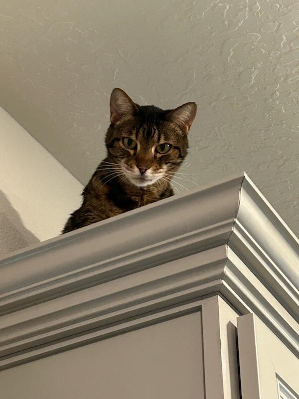 Enlarge Josie, a Adopted Domestic Short Hair in Silver Springs, FL image 3/3