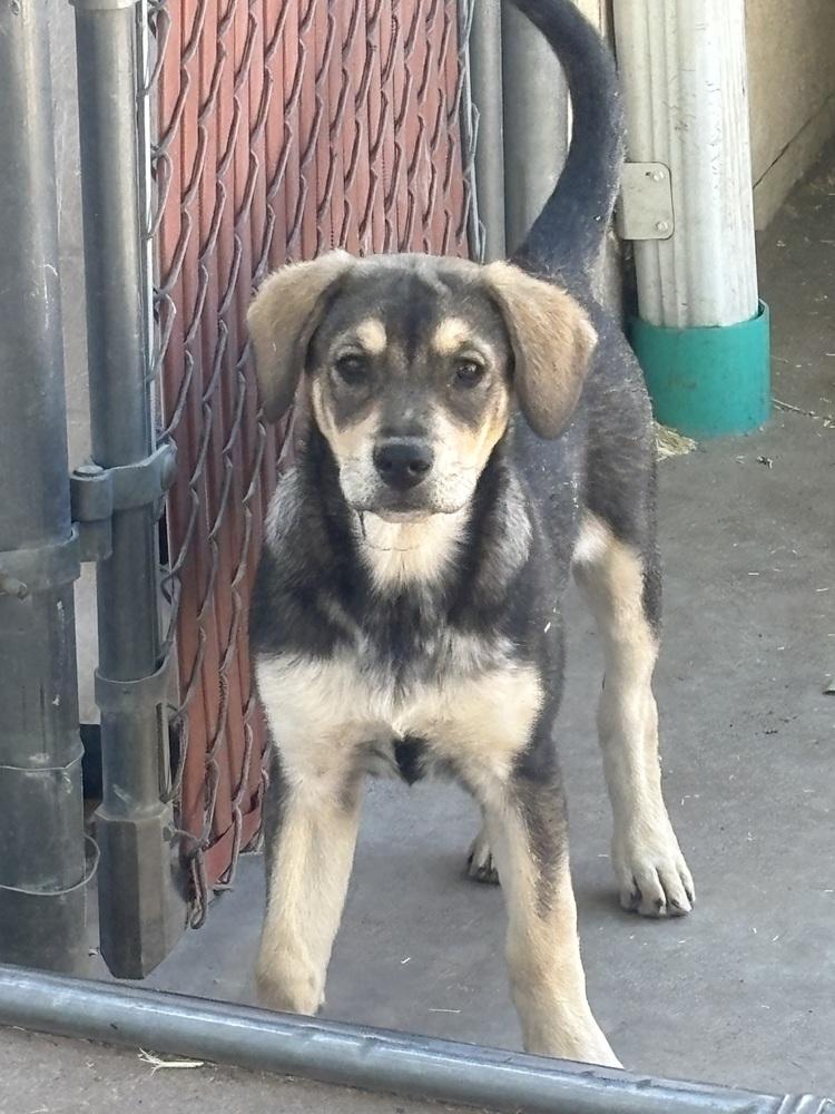 Enlarge Asha, a Adoptable mixed breed in Lafayette, CO image 1/1