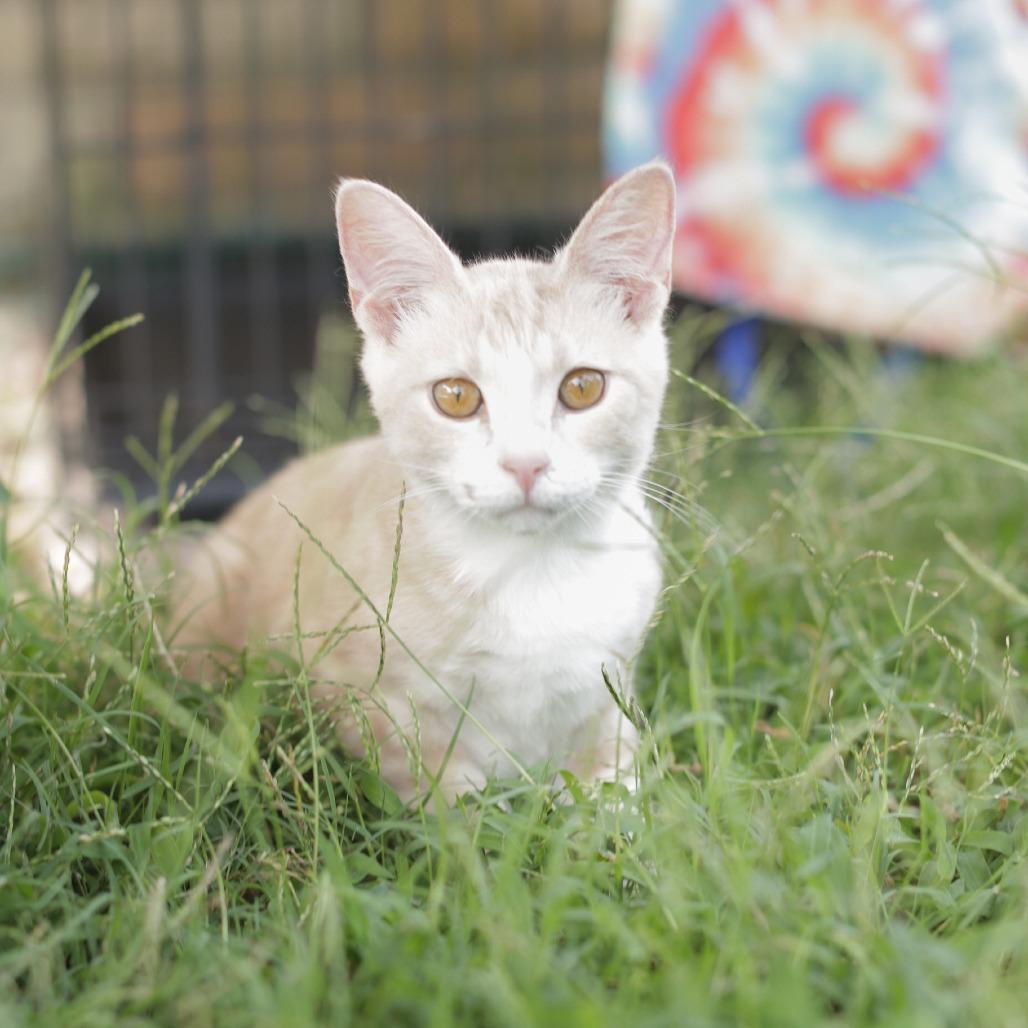 Rhett, Adoptable, Kitten Male Domestic Short Hair.