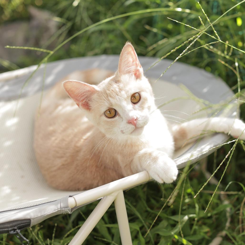 Enlarge Rhett, a Adoptable Domestic Short Hair in Herrin, IL image 2/6