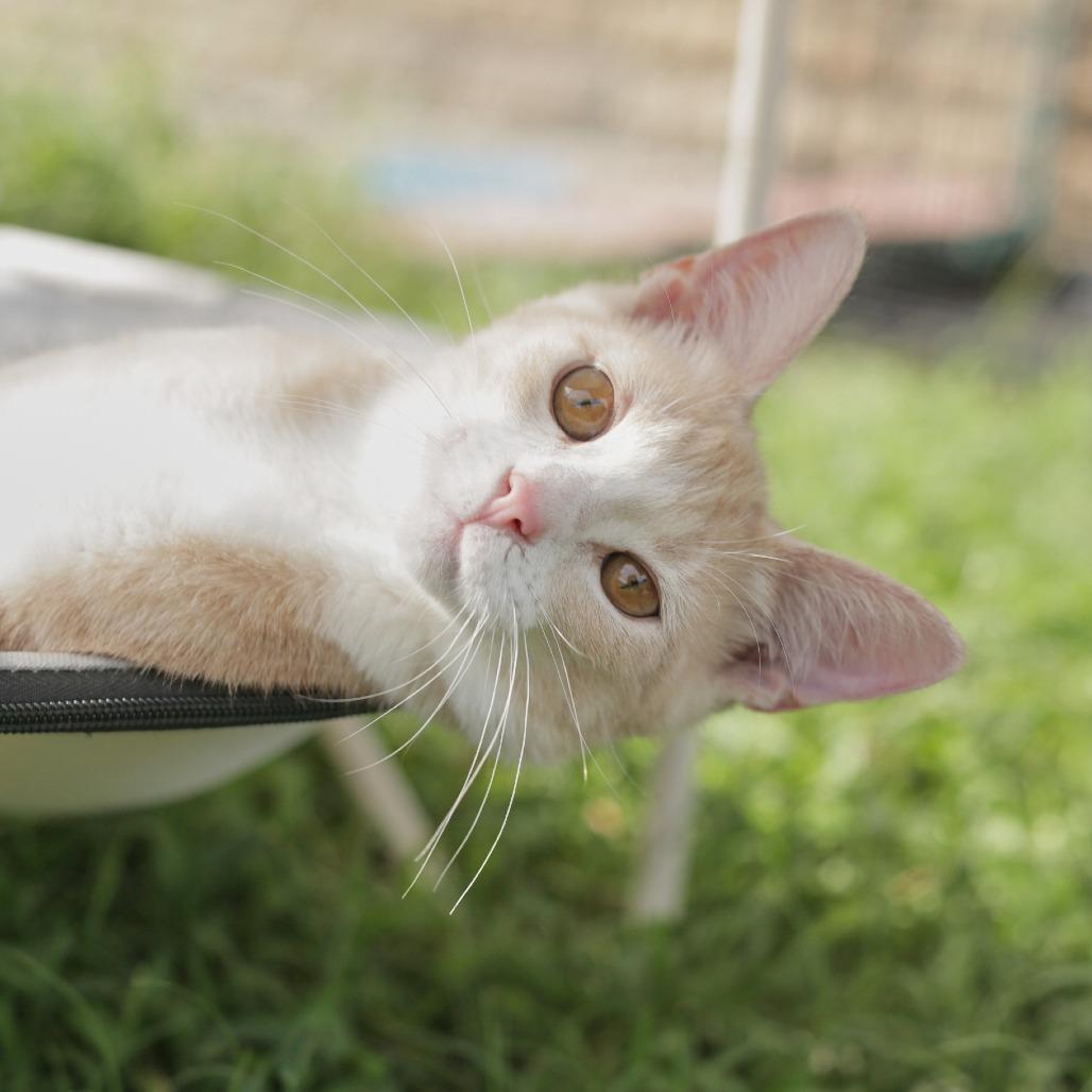 Enlarge Rhett, a Adoptable Domestic Short Hair in Herrin, IL image 3/6