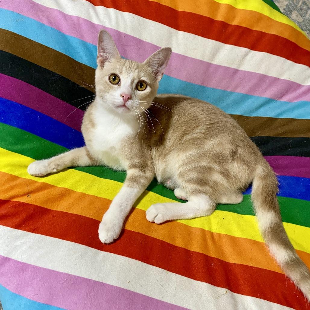 Enlarge Rhett, a Adoptable Domestic Short Hair in Herrin, IL image 4/6