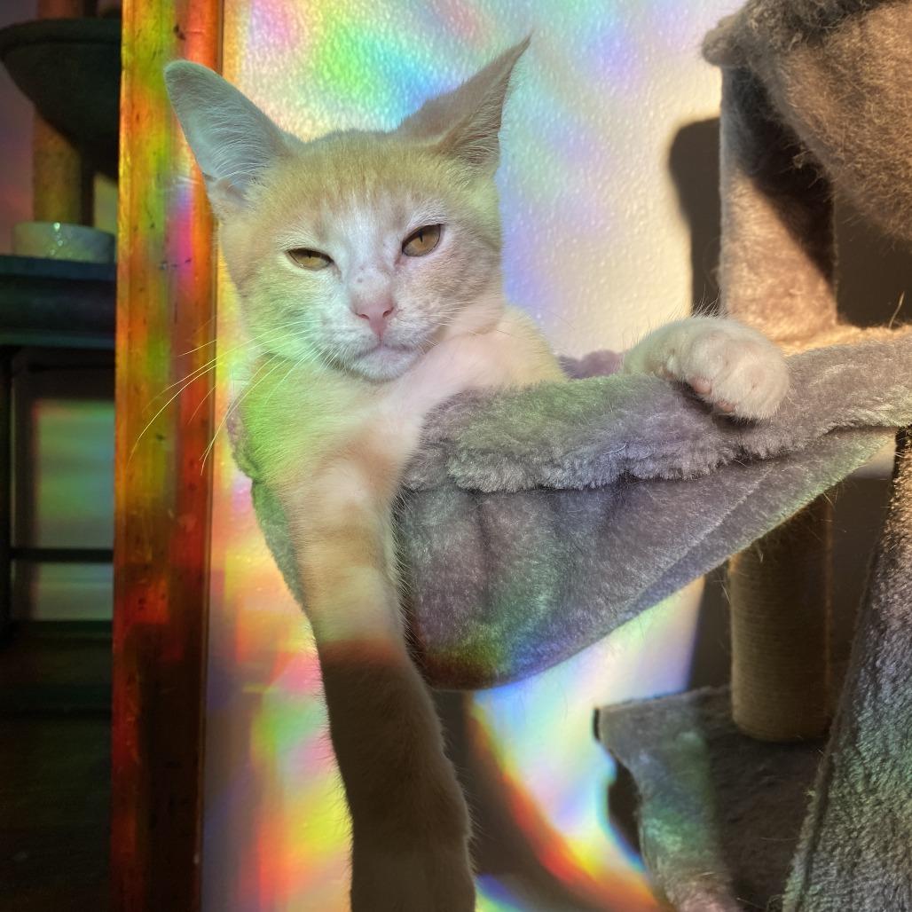 Enlarge Rhett, a Adoptable Domestic Short Hair in Herrin, IL image 5/6